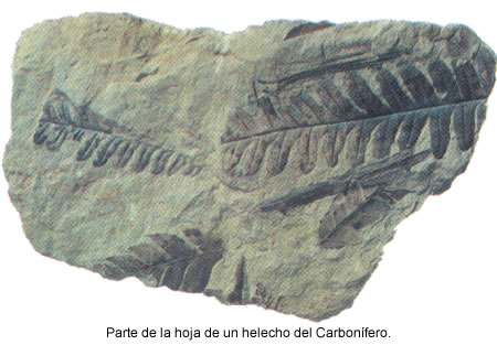 Parte de la hoja de un helecho del Carbonífero.